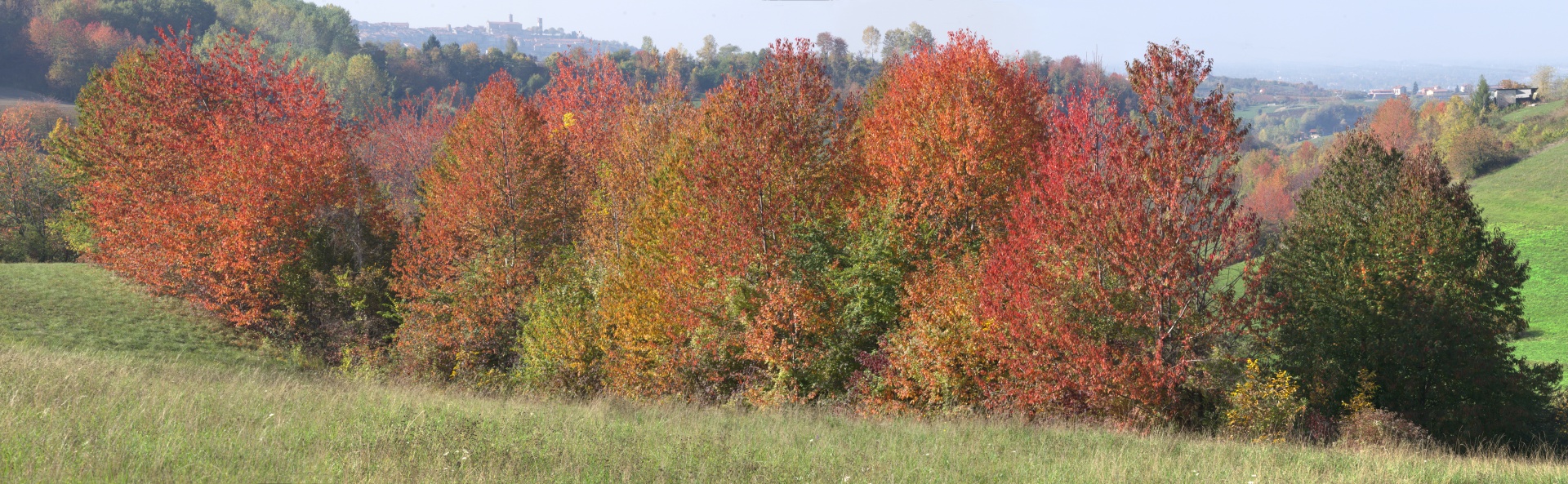 trees autumn colors free photo