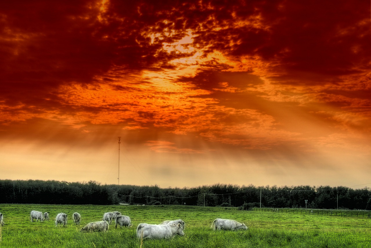 alberta canada cattle free photo