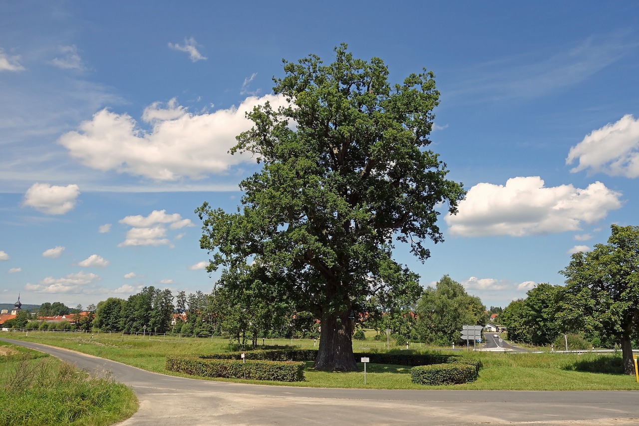 albertshausen oak tree tree free photo