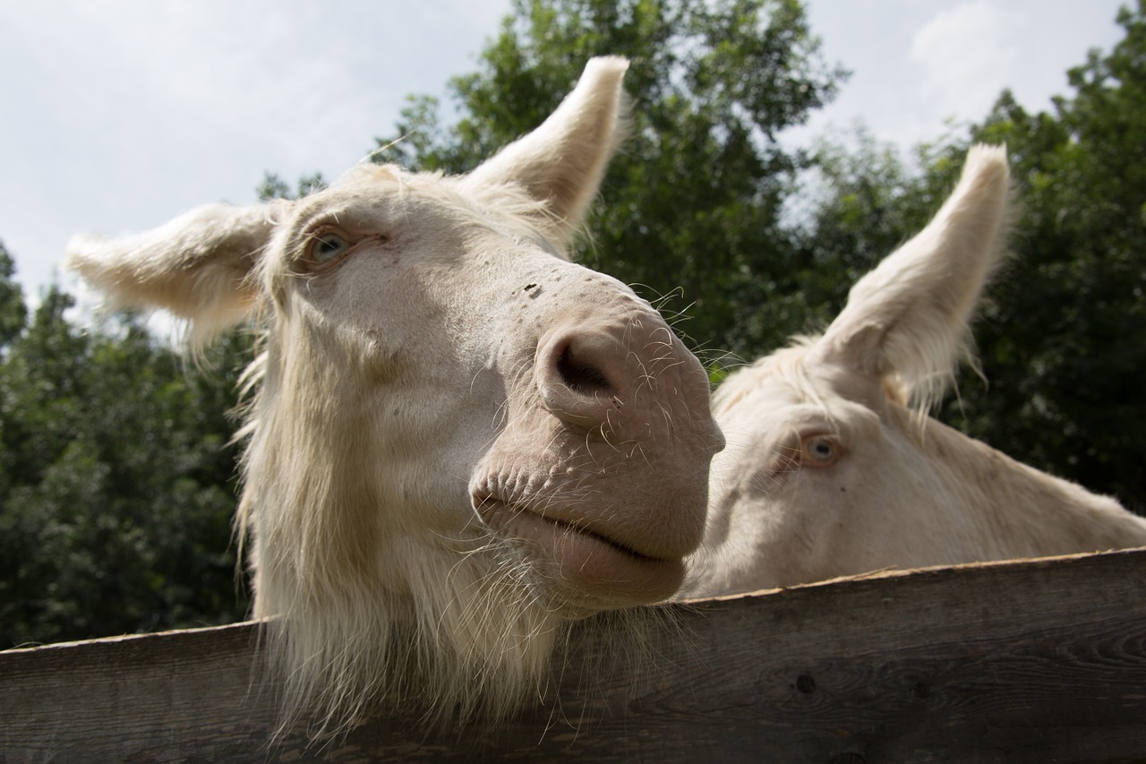 albino donkey white free photo