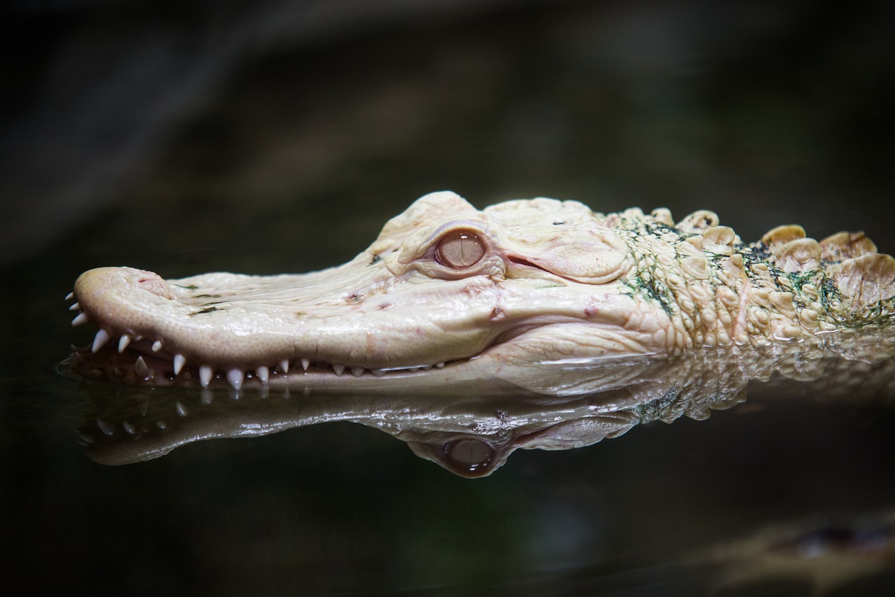 albino alligator zoo free photo