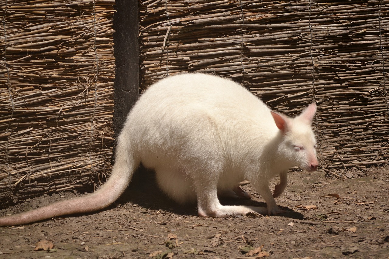 albino  kangaroo  white free photo