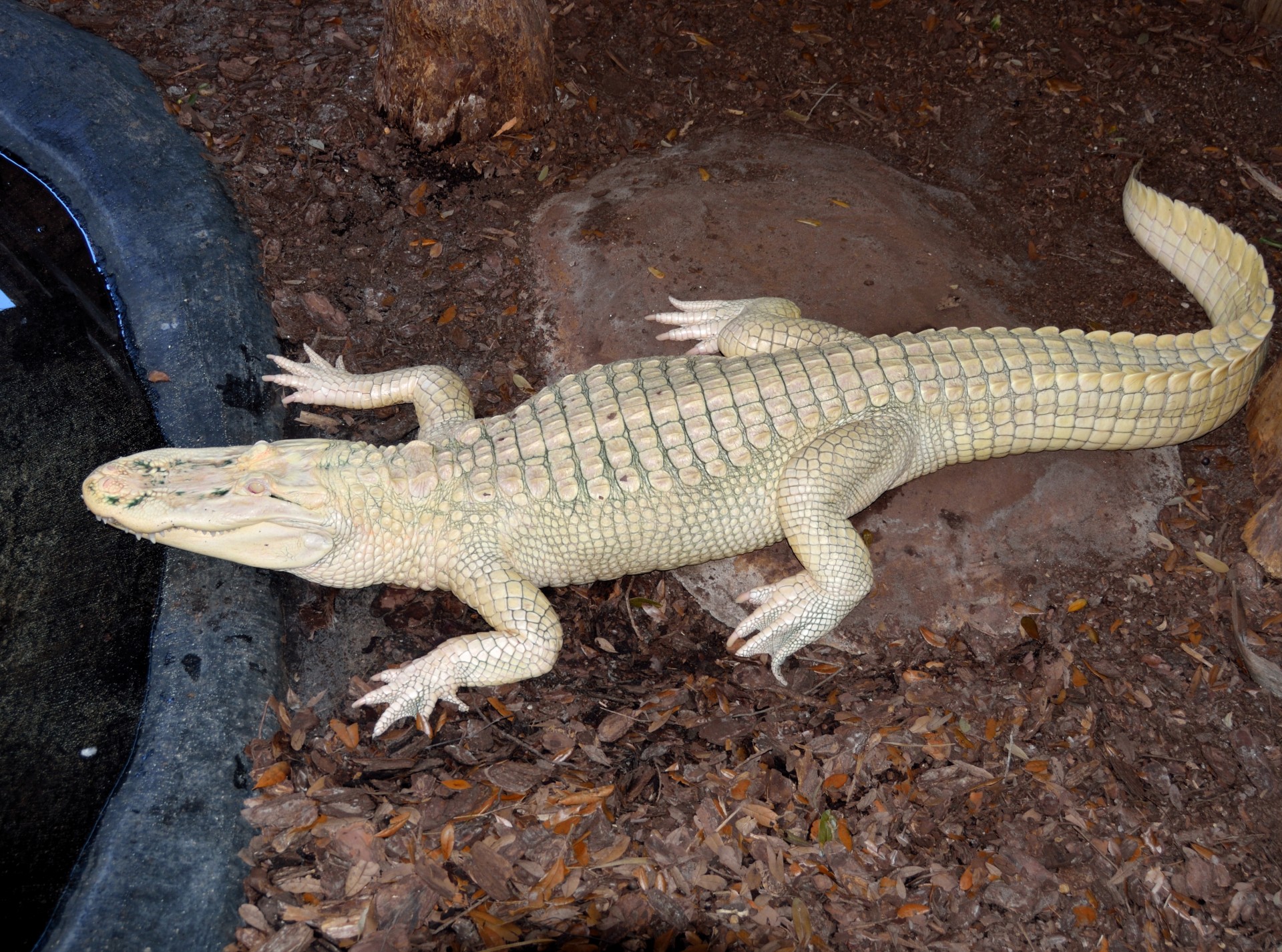 albino alligator alligator unique free photo