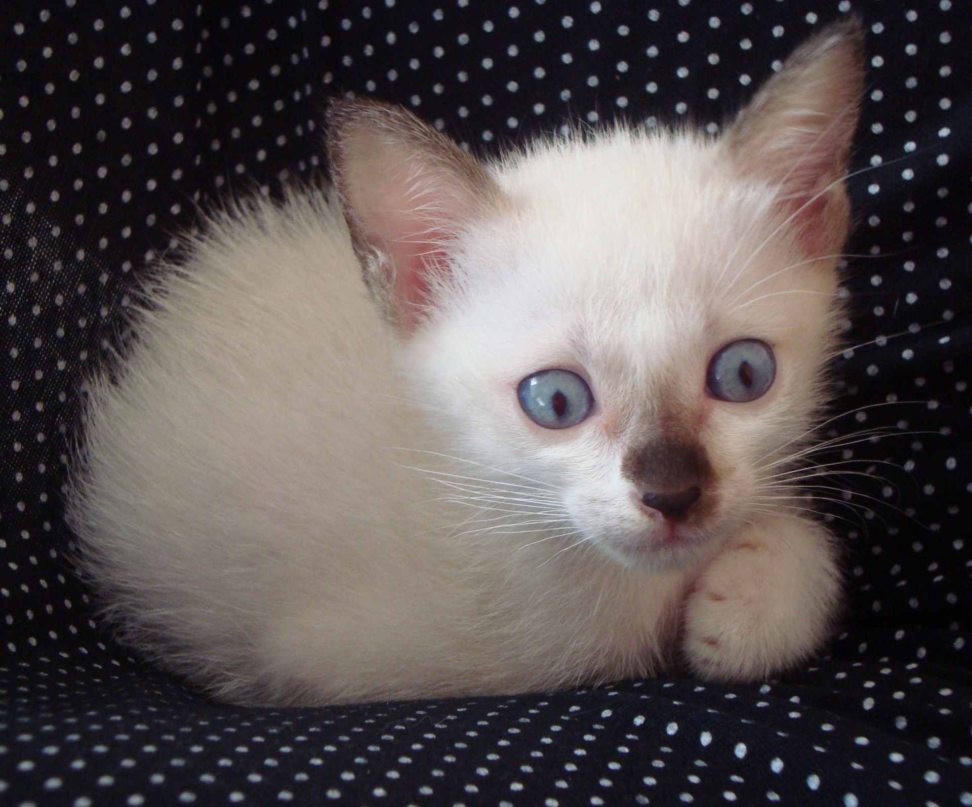 albino kitten cat free photo