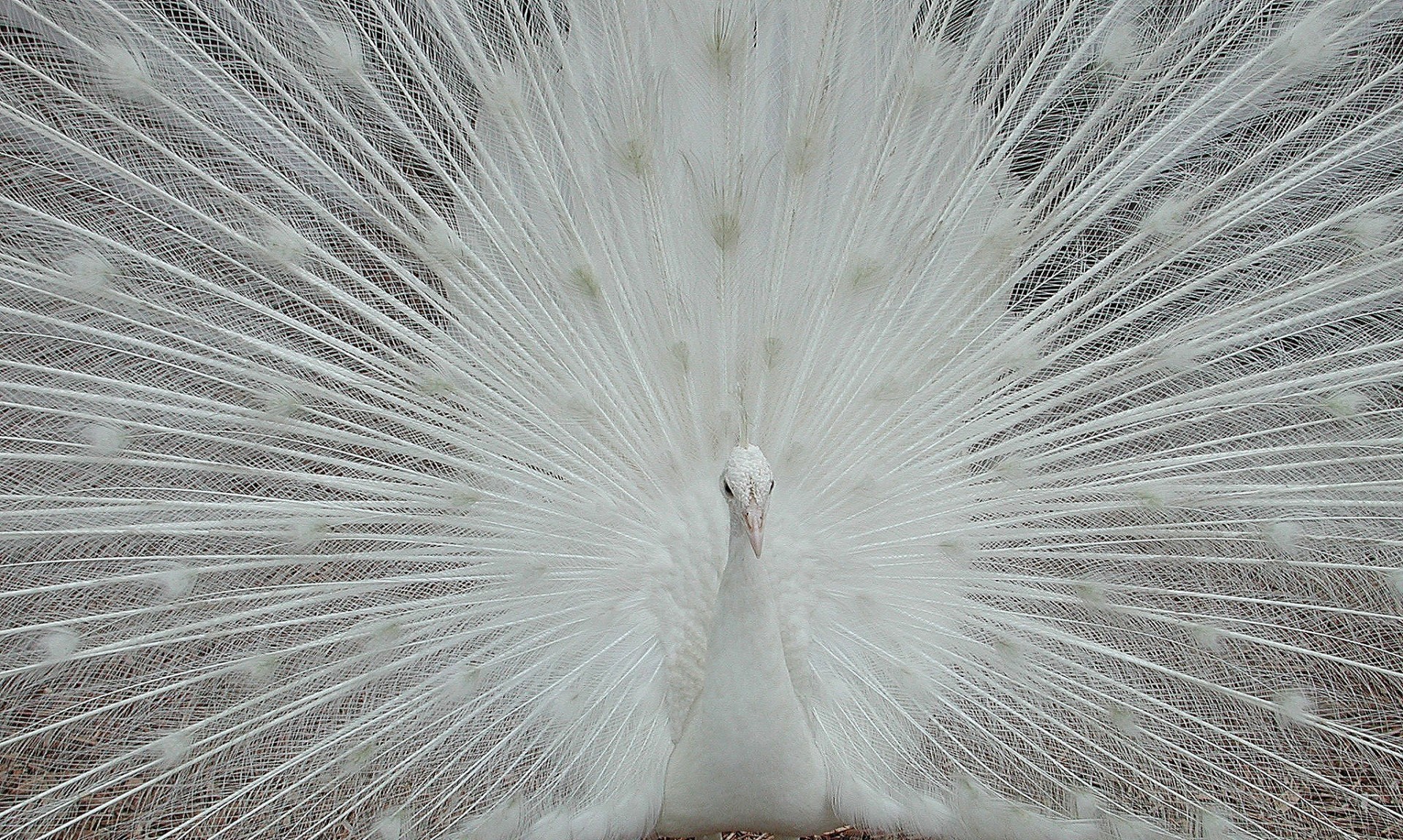 white albino peacock free photo