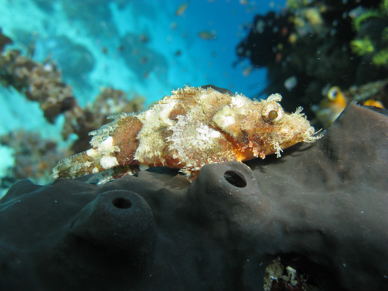 albino scorpion fish scuba diving free photo
