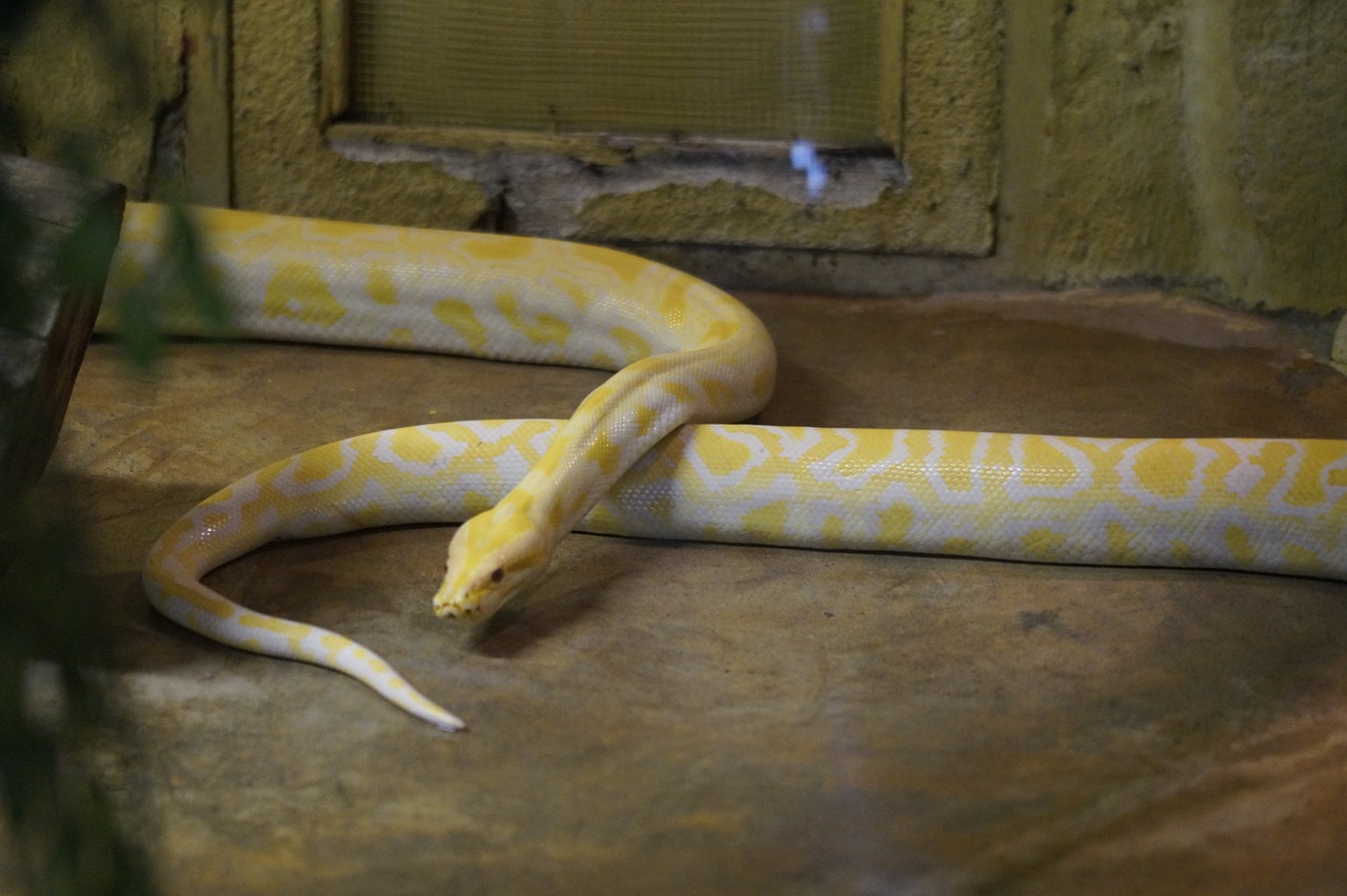 albino snake snake albino free photo