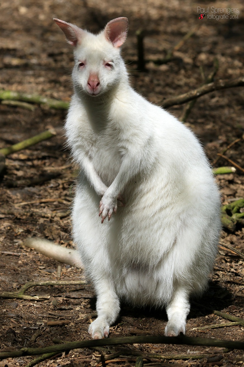 albino waliby kangaroo nature free photo