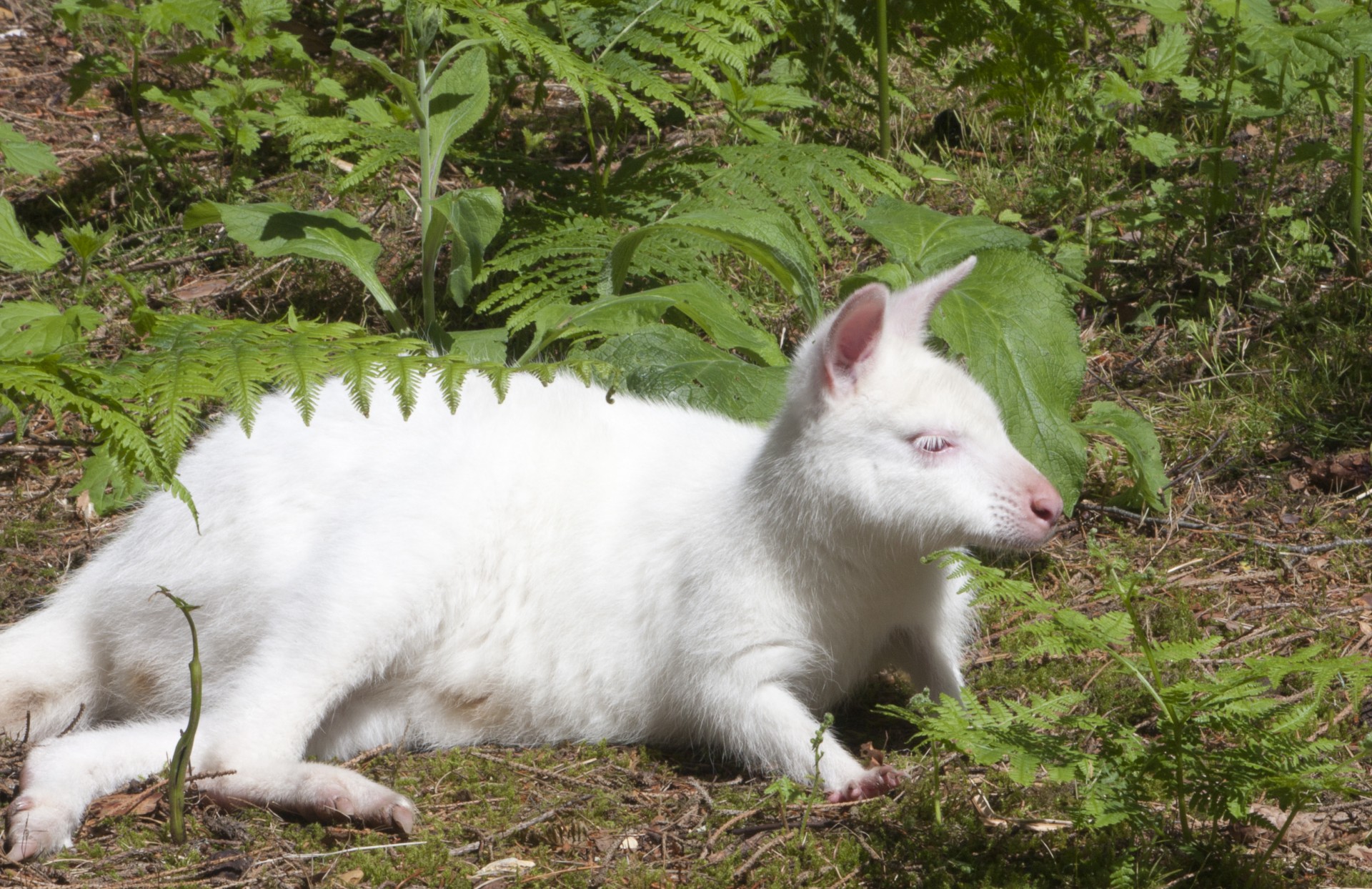 wallaby albino white free photo