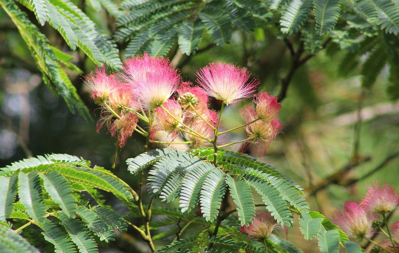 albizia julibrissin  persian slaapboom  flowers free photo