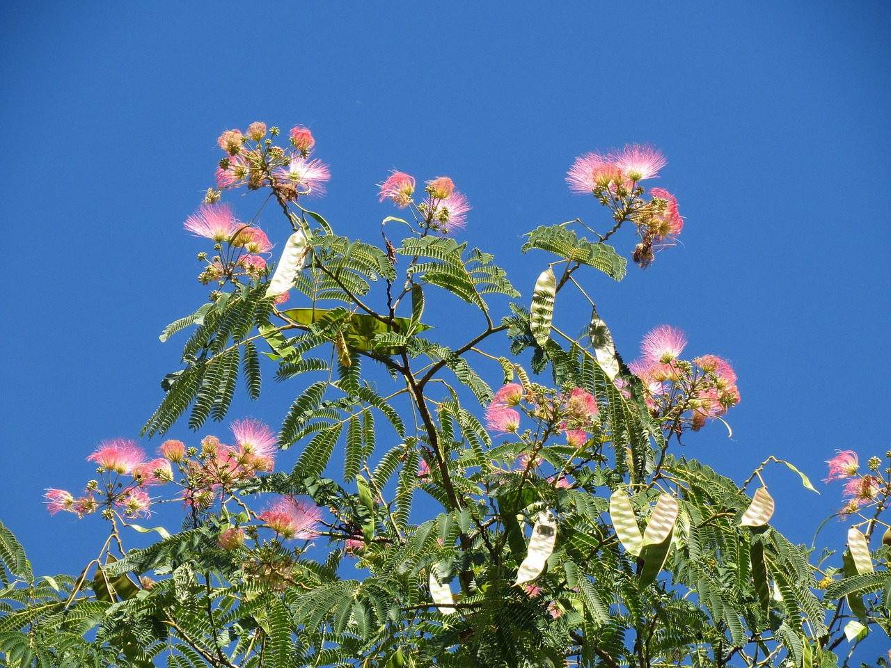 albizia julibrissin persian silk tree pink silk tree free photo