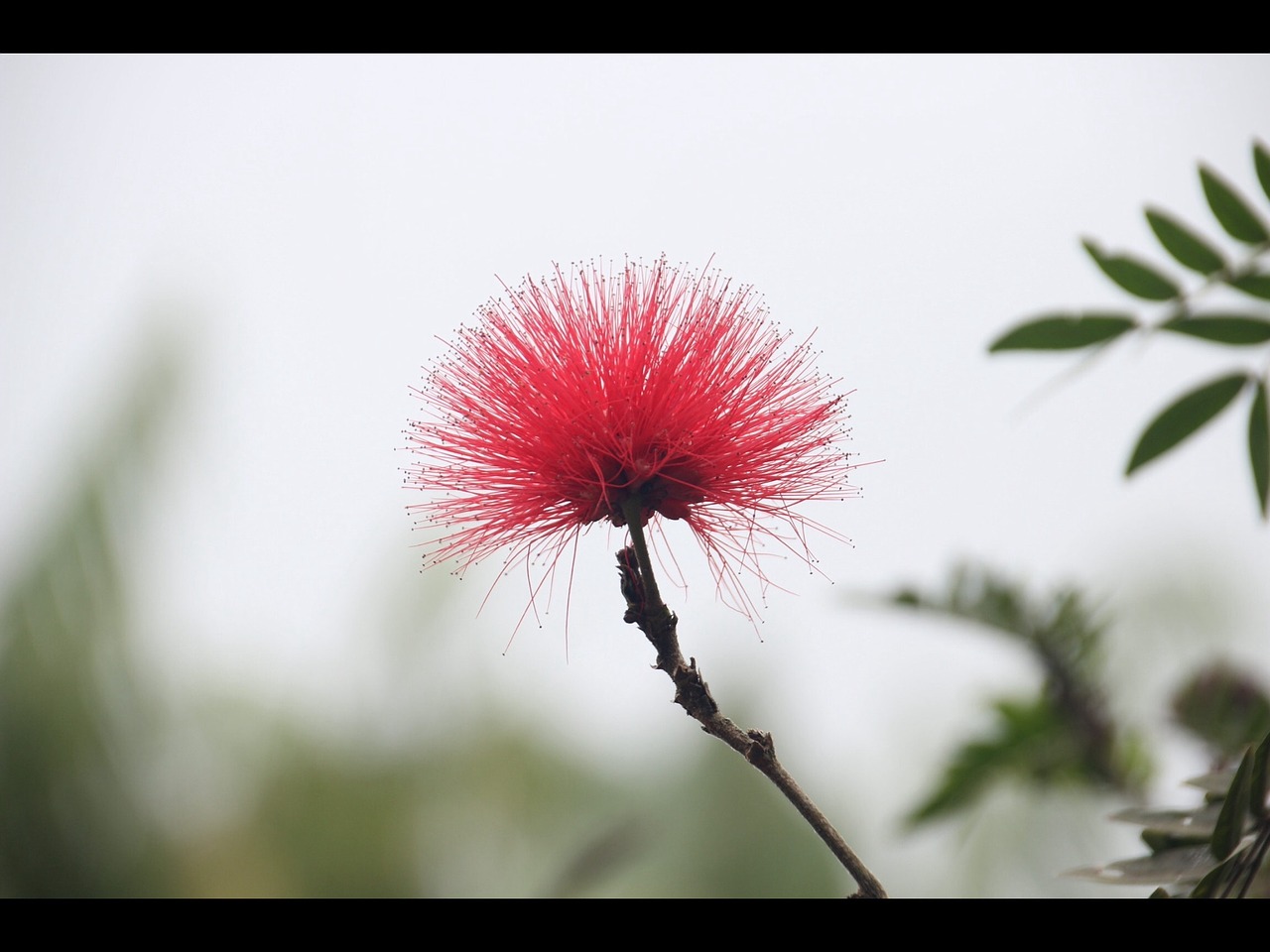 albizua julibrissin silk tree flowers free photo