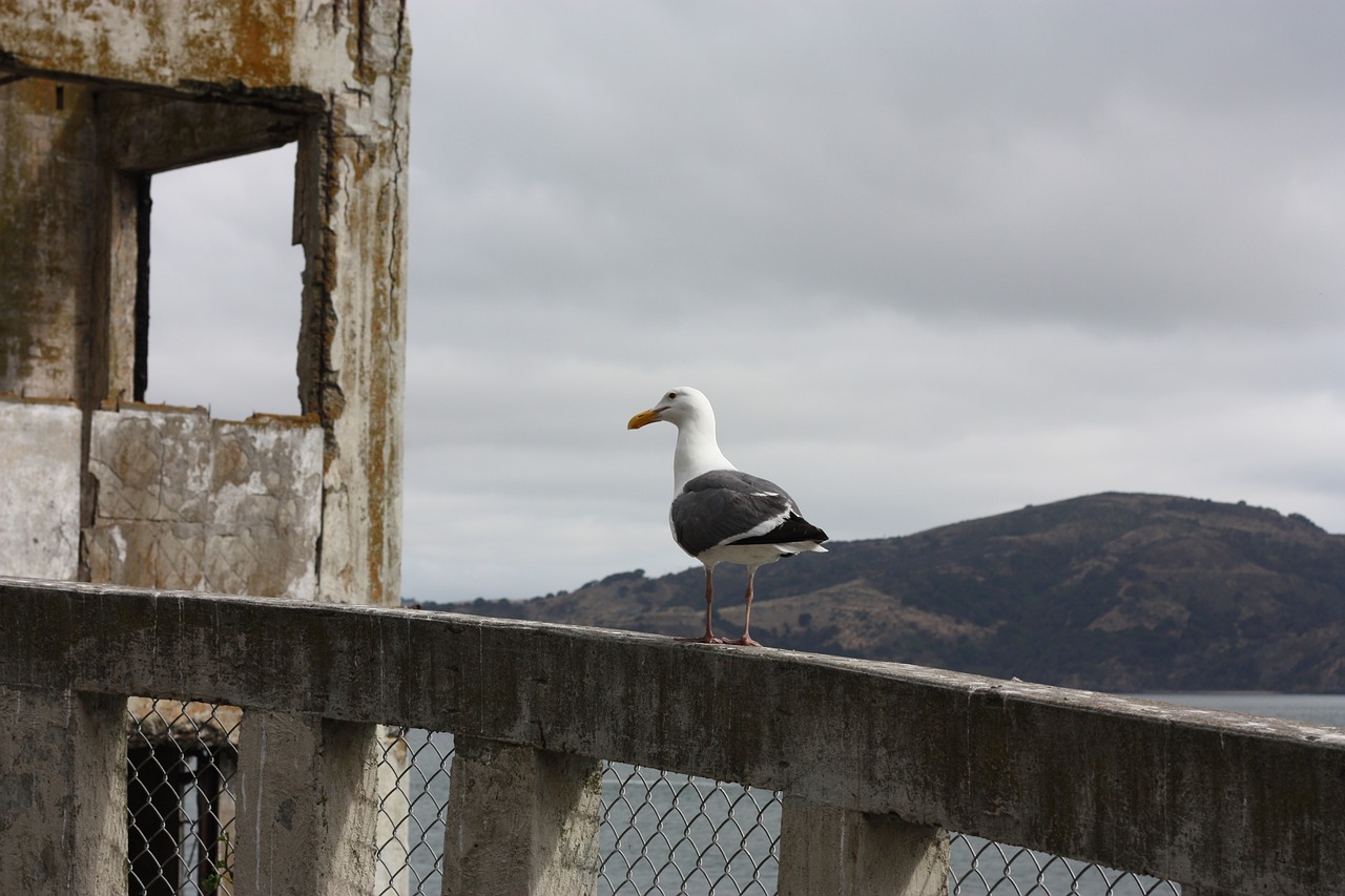 alcatraz seagull the rock free photo