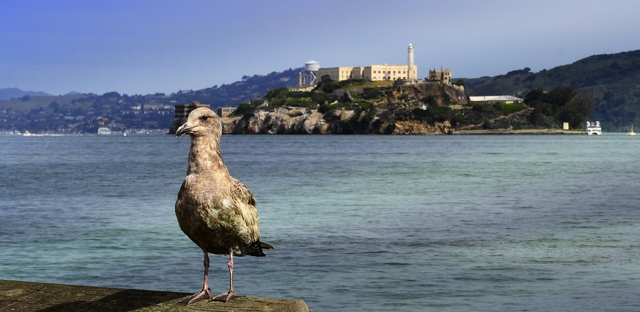 alcatraz bird island free photo
