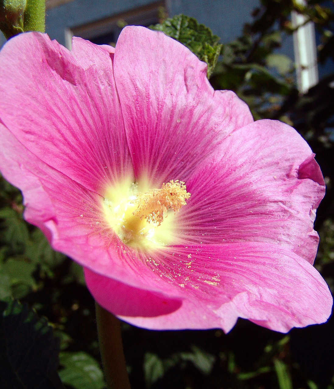 alcea pink bright garden flower free photo