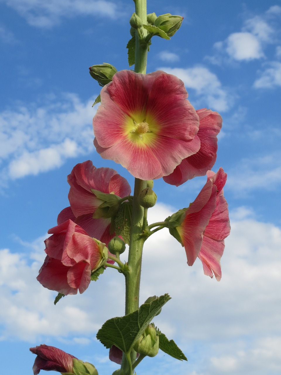 alcea rosea common hollyhock wildflower free photo