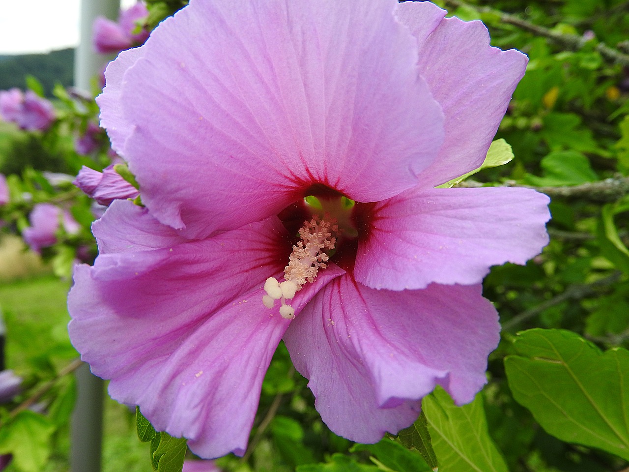 alcearosea flower pink free photo