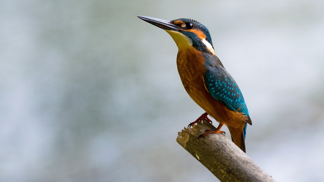 alcedo atthis common kingfisher bird free photo