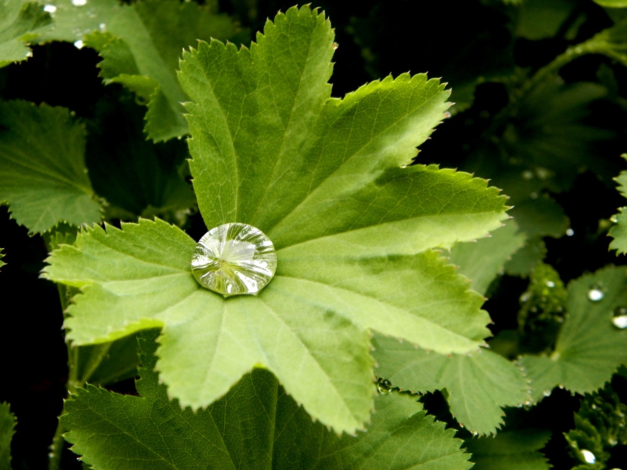 alchemilka  drop  plant free photo