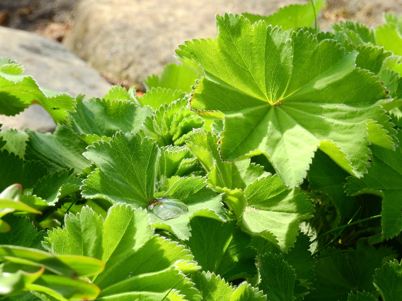 alchemilla frauenmantel leaf free photo