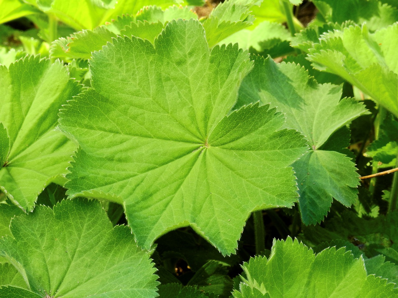 alchemilla frauenmantel leaf free photo