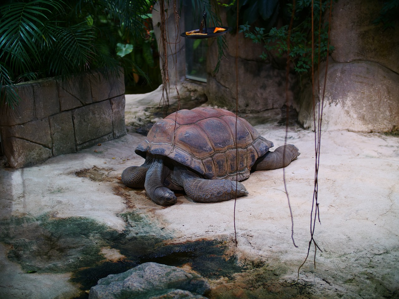 aldabra giant tortoise tortoise seychelles tortoise free photo