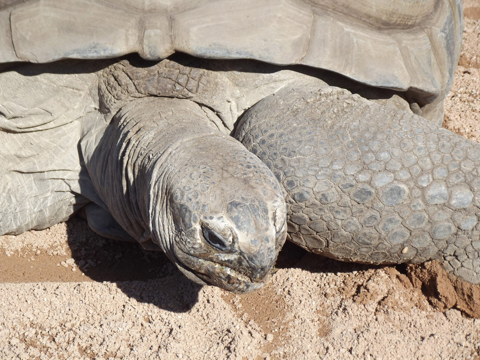 aldabran tortoise aldabran tortoise free photo