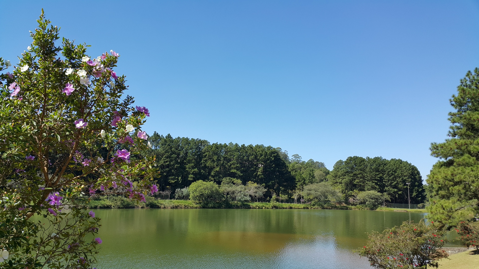 nature lake barueri free photo