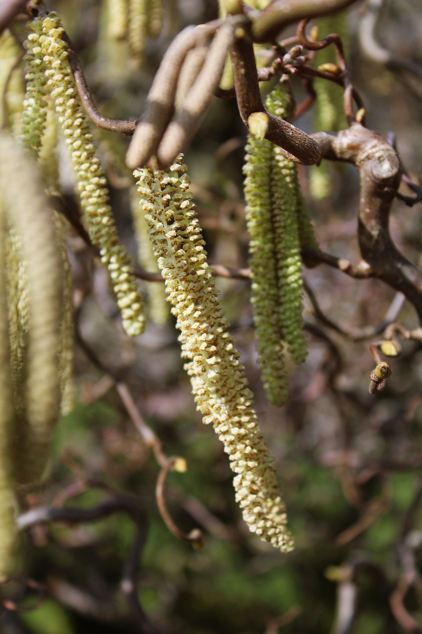 alder plant sausage free photo