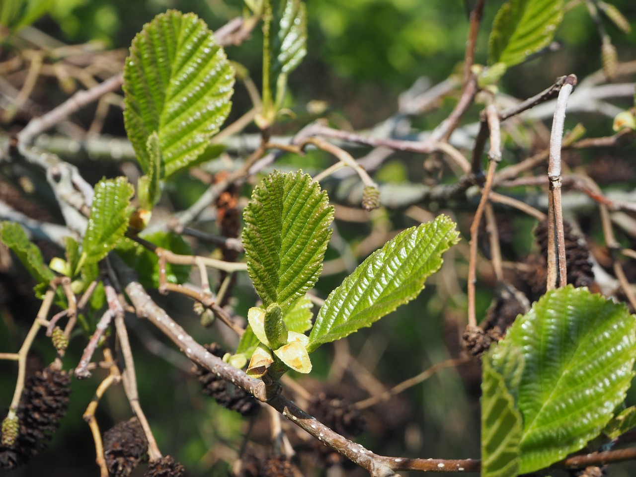 alder black alder fresh leaves free photo