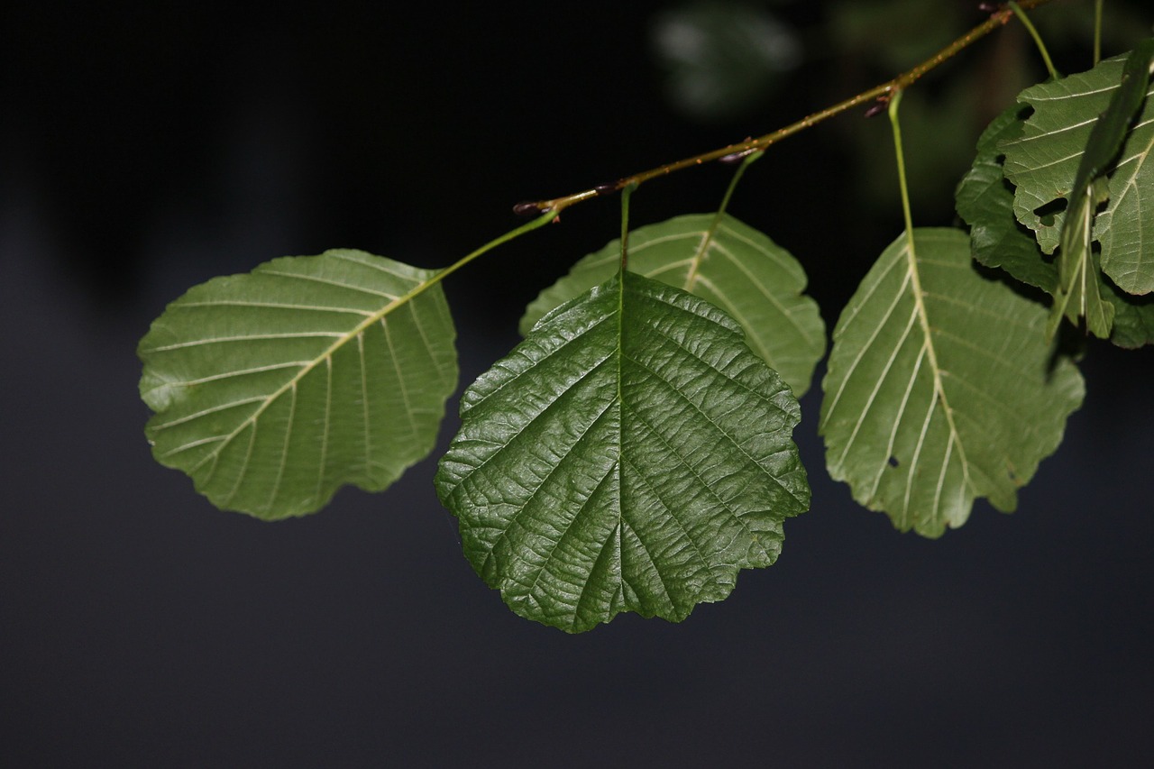 alder night branch with leaves free photo