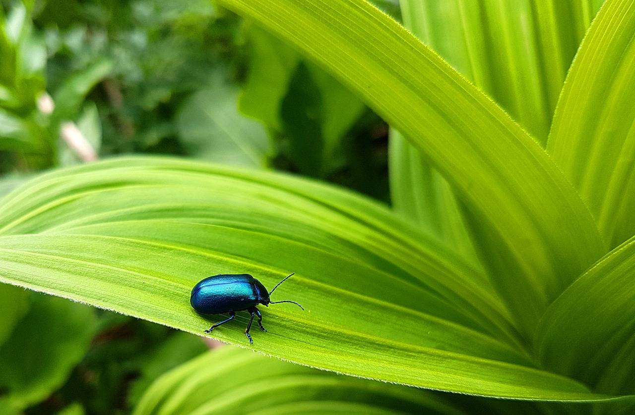 alder leaf beetles  blue beetle  beetle free photo