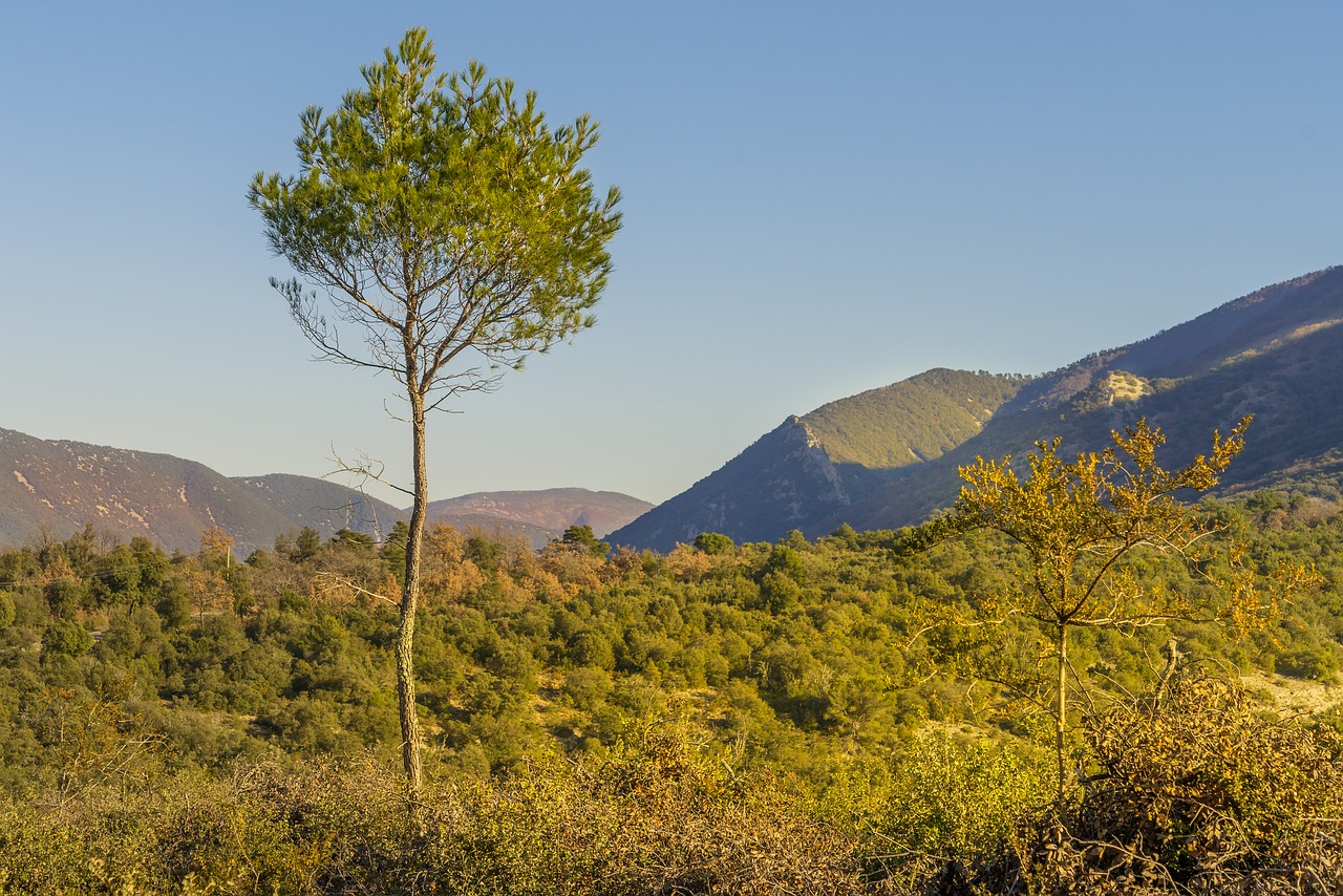 aleppo pine landscape fall free photo