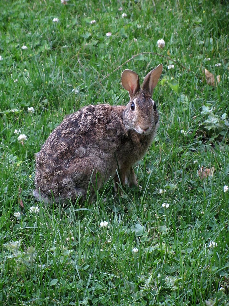 alert bunny rabbit free photo