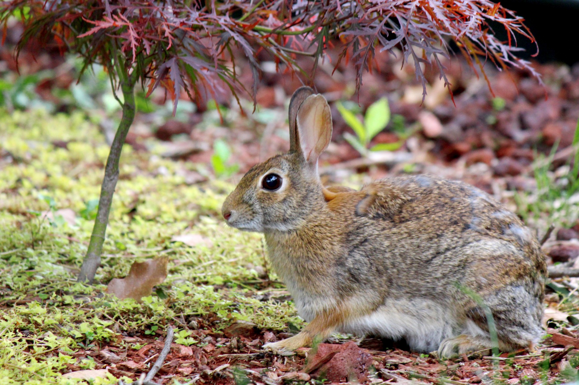 rabbit bunny alert free photo