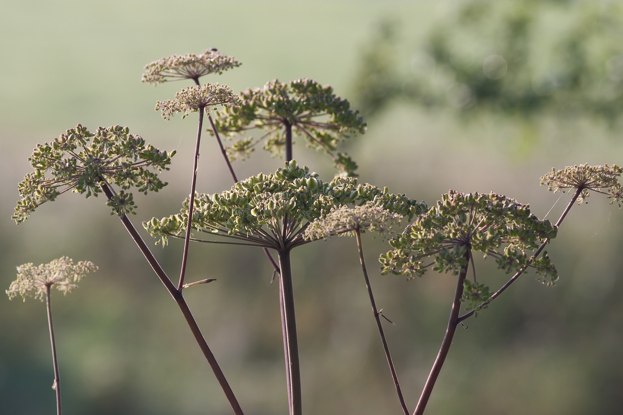 alexanders british countryside foliage free photo