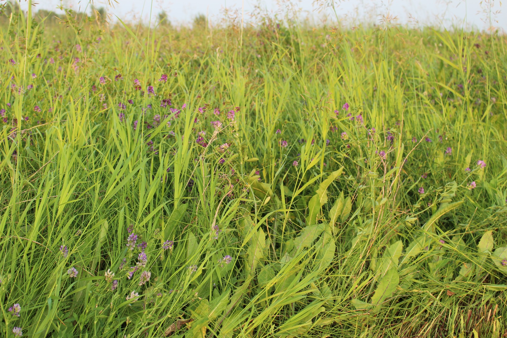 alfalfa crop farm free photo