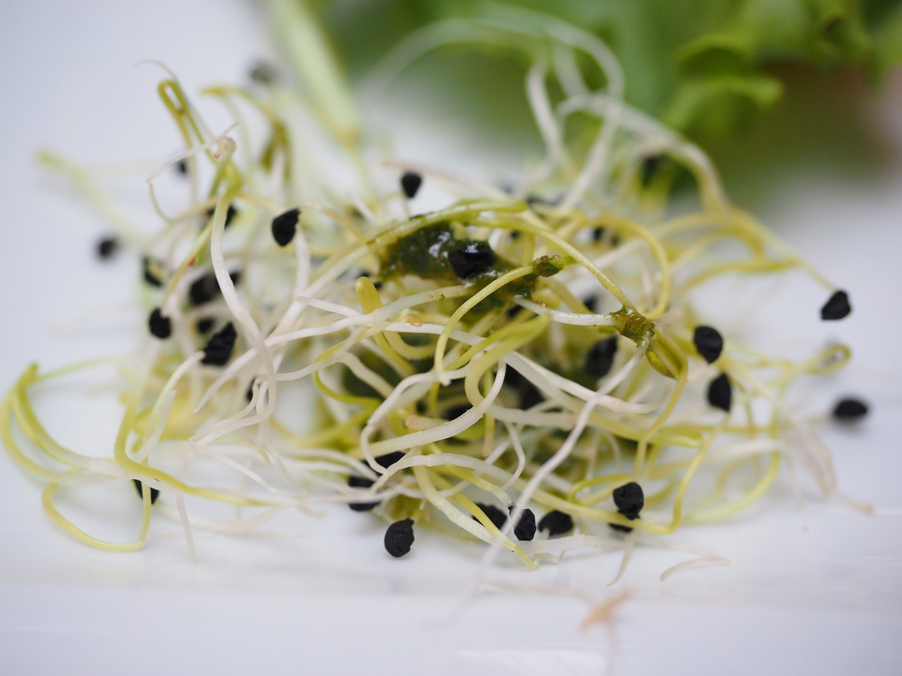 alfalfa sprouts seedlings sprout salad free photo