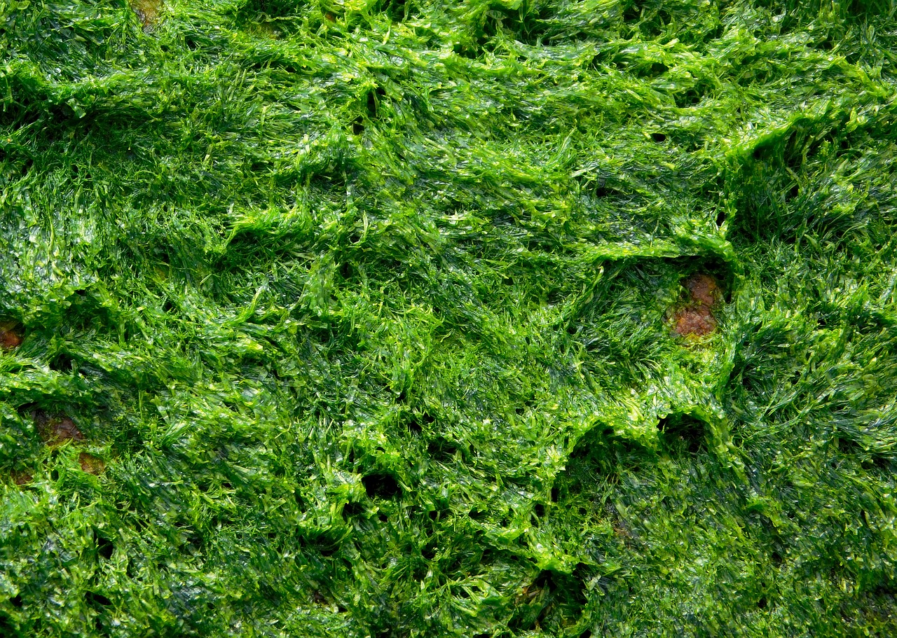 alga algae seaweed free photo