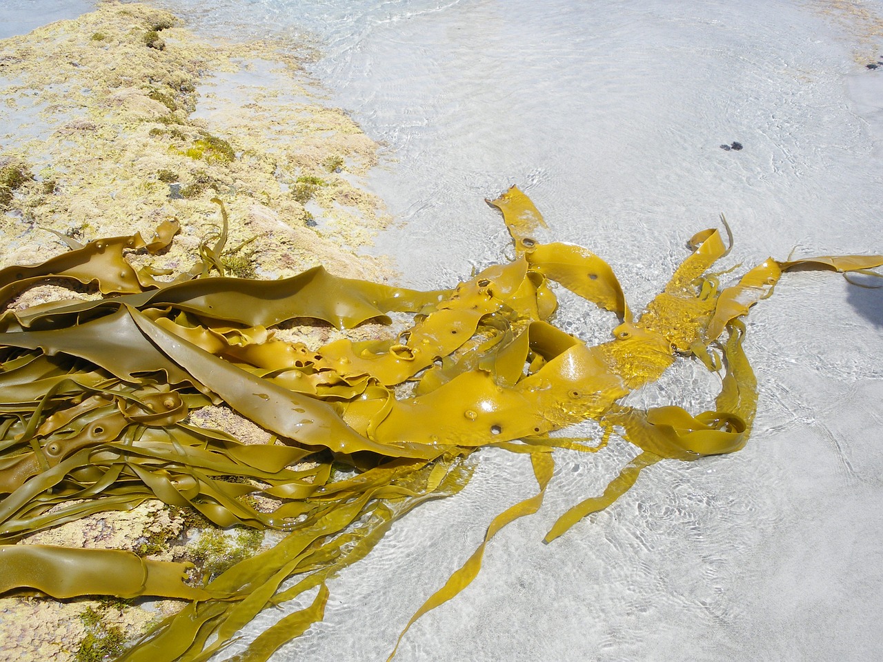 alga sea sand free photo