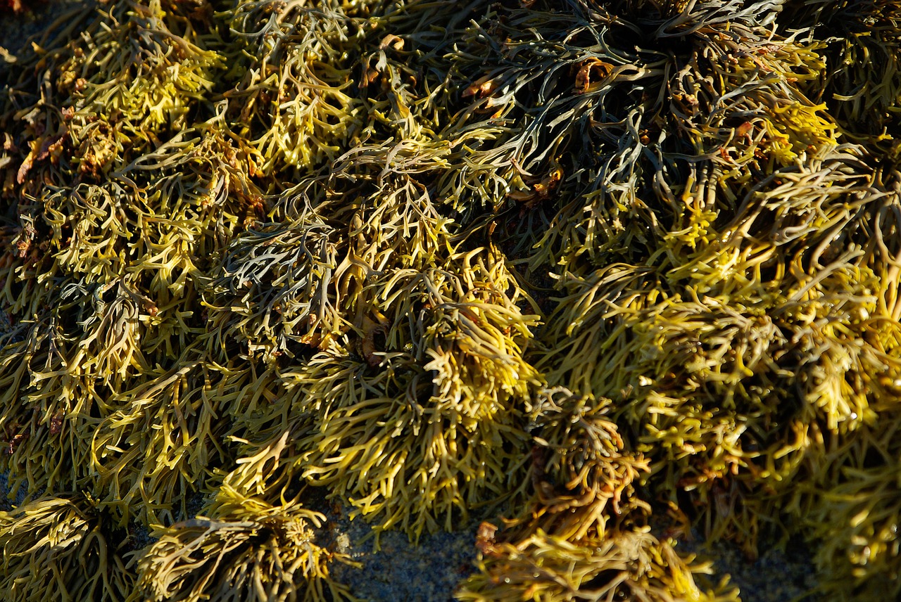 algae rocks water plants free photo
