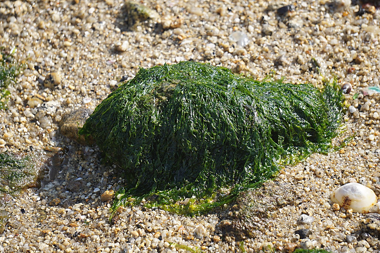 algae marine sea free photo