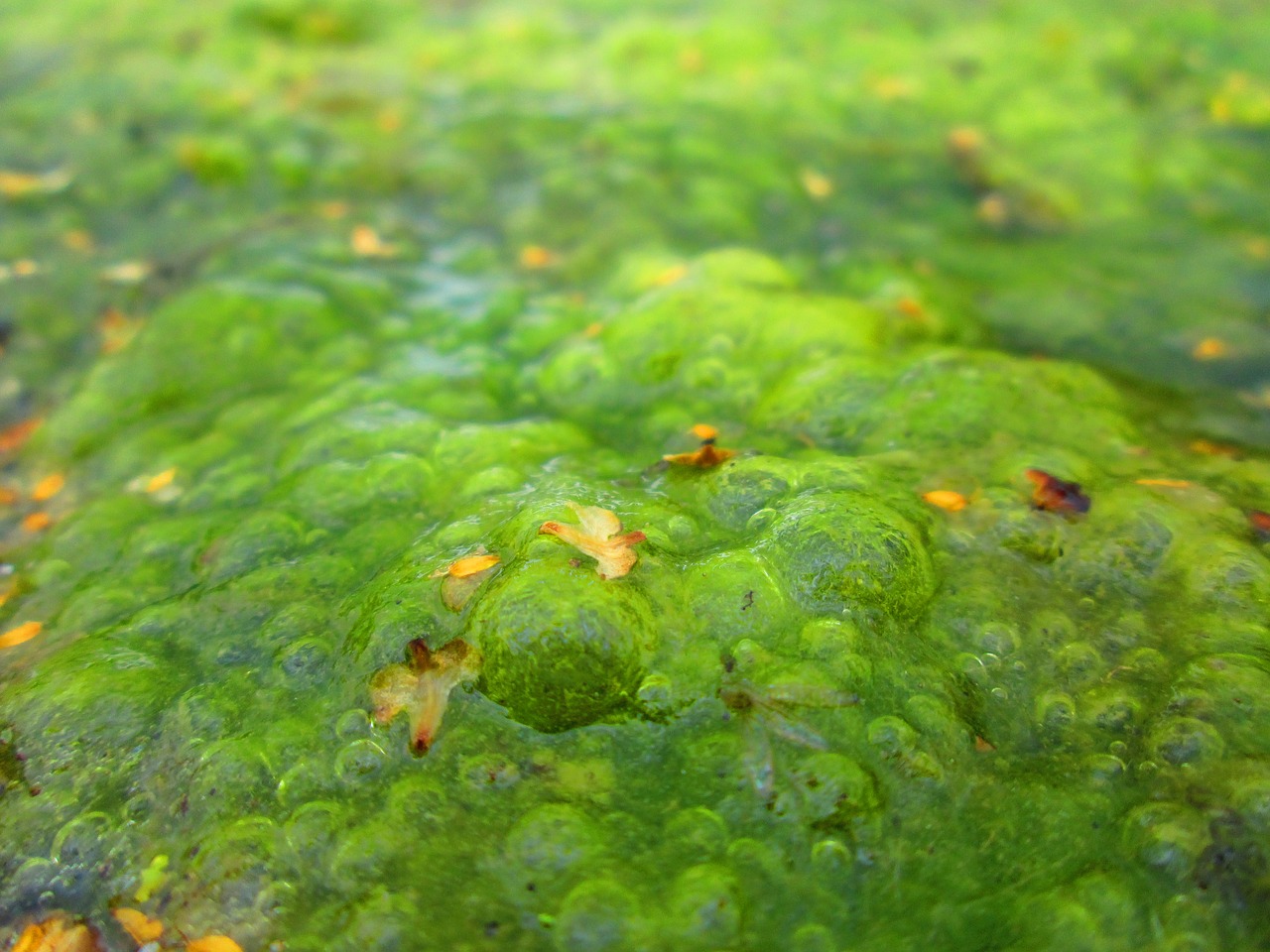 algae lake plant free photo