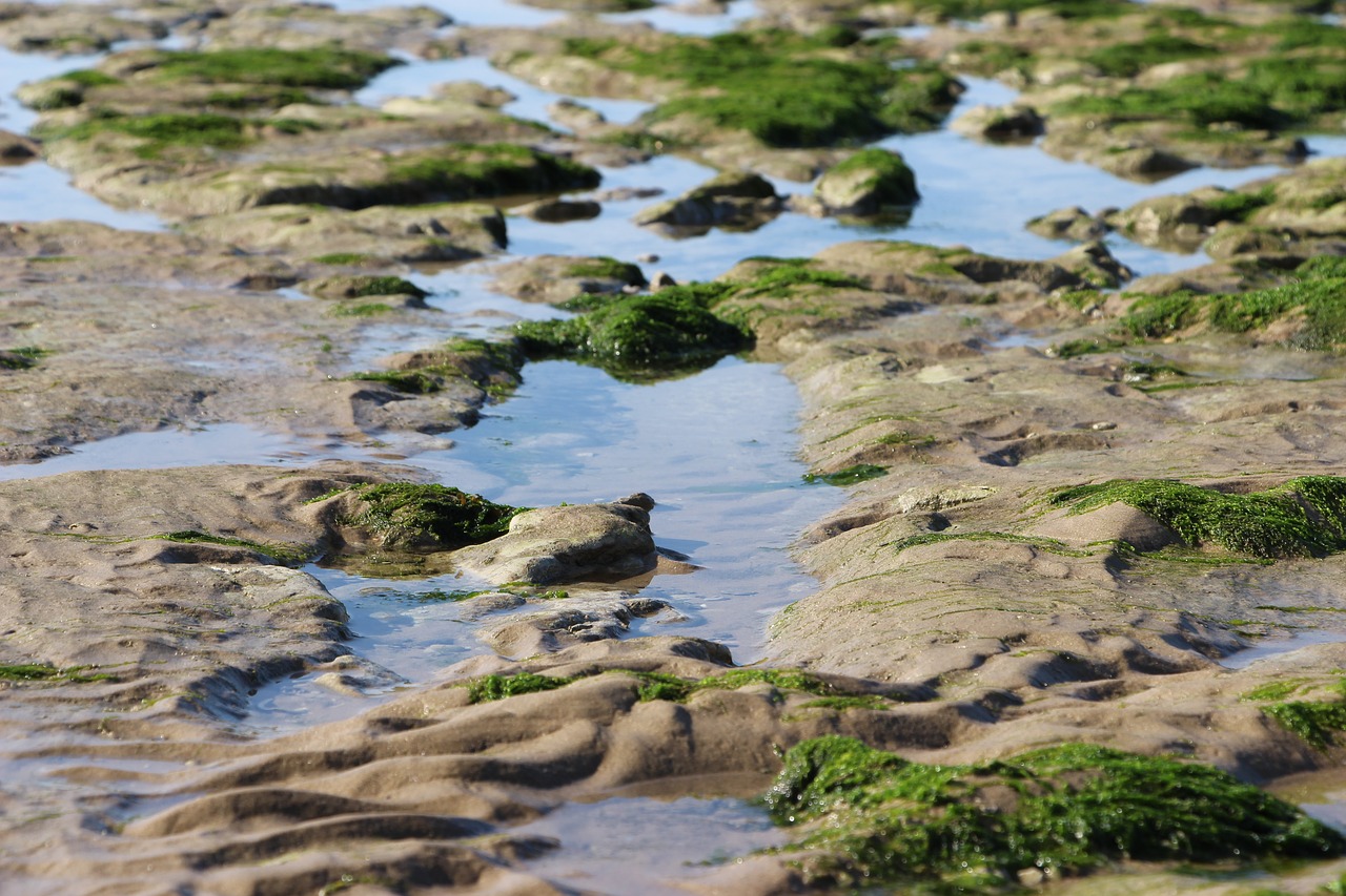 algae seashores nature free photo