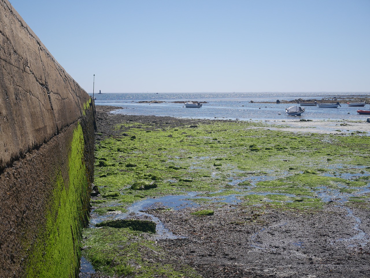 algae green pier free photo