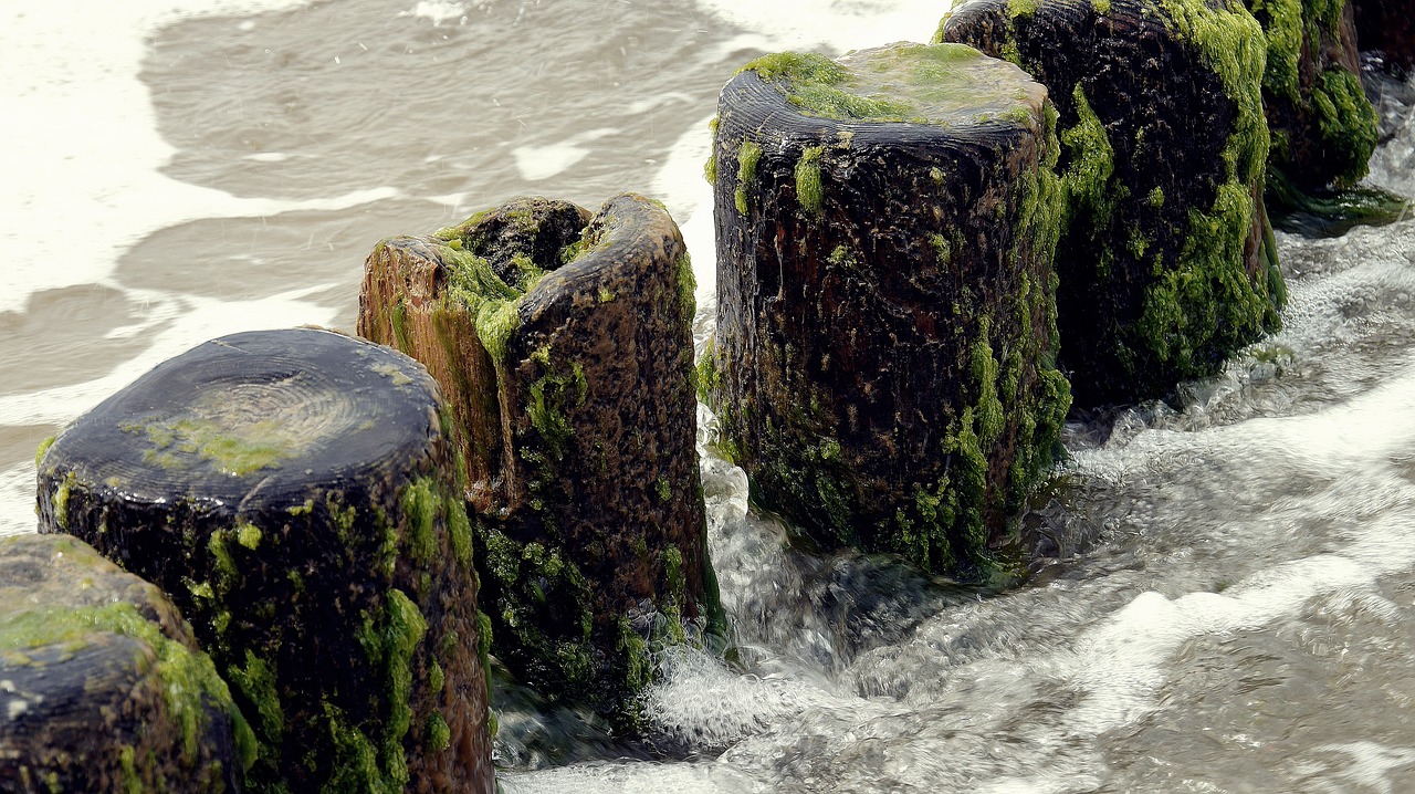 algae wood breakwater free photo