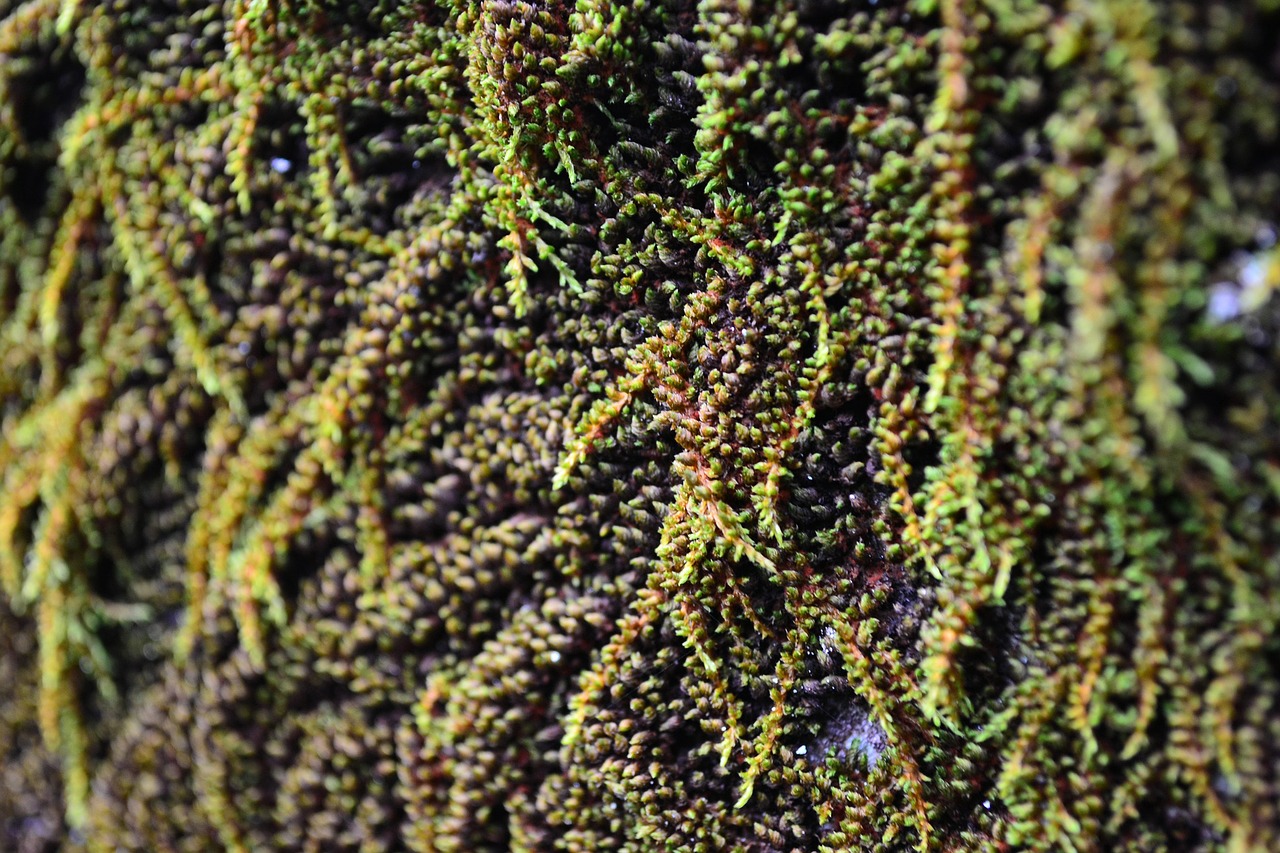 algae close-up vegetation free photo
