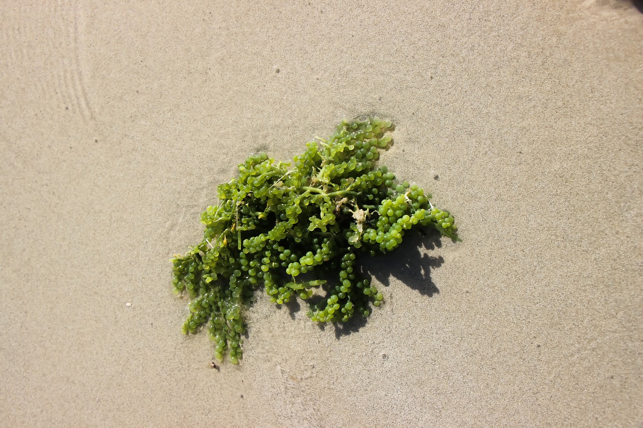algae sea plant free photo