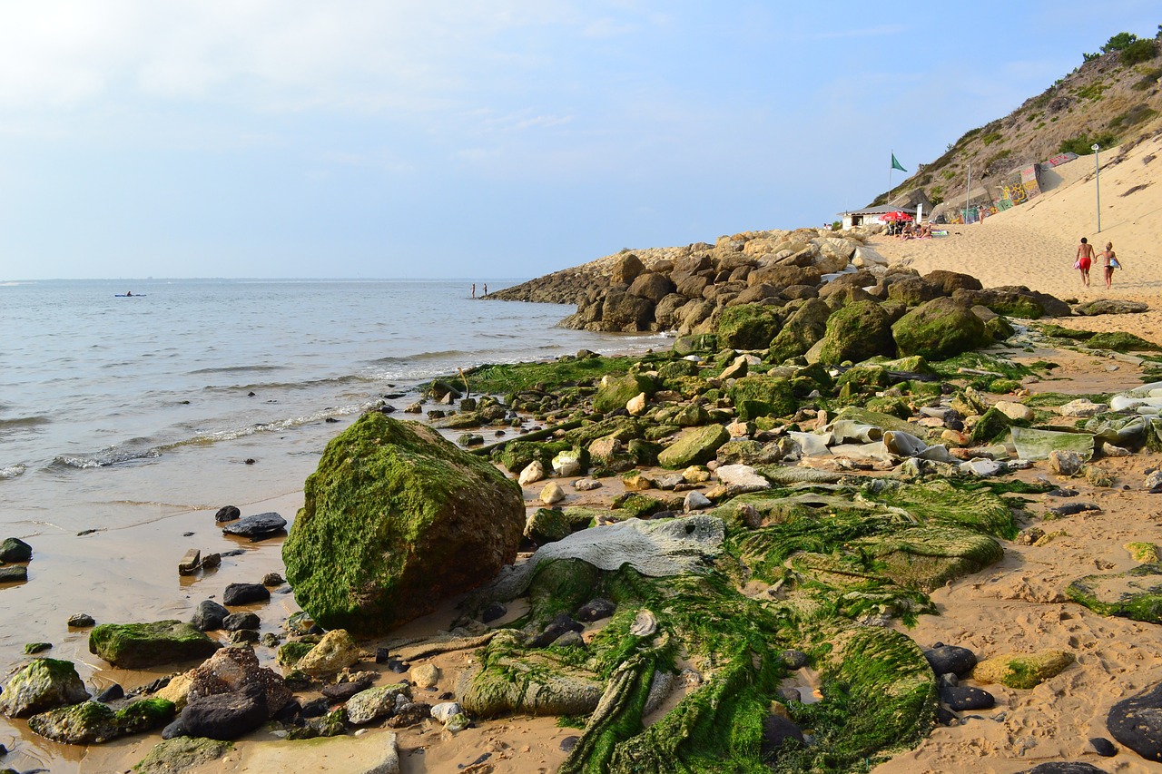 algae atlantic coast ocean free photo