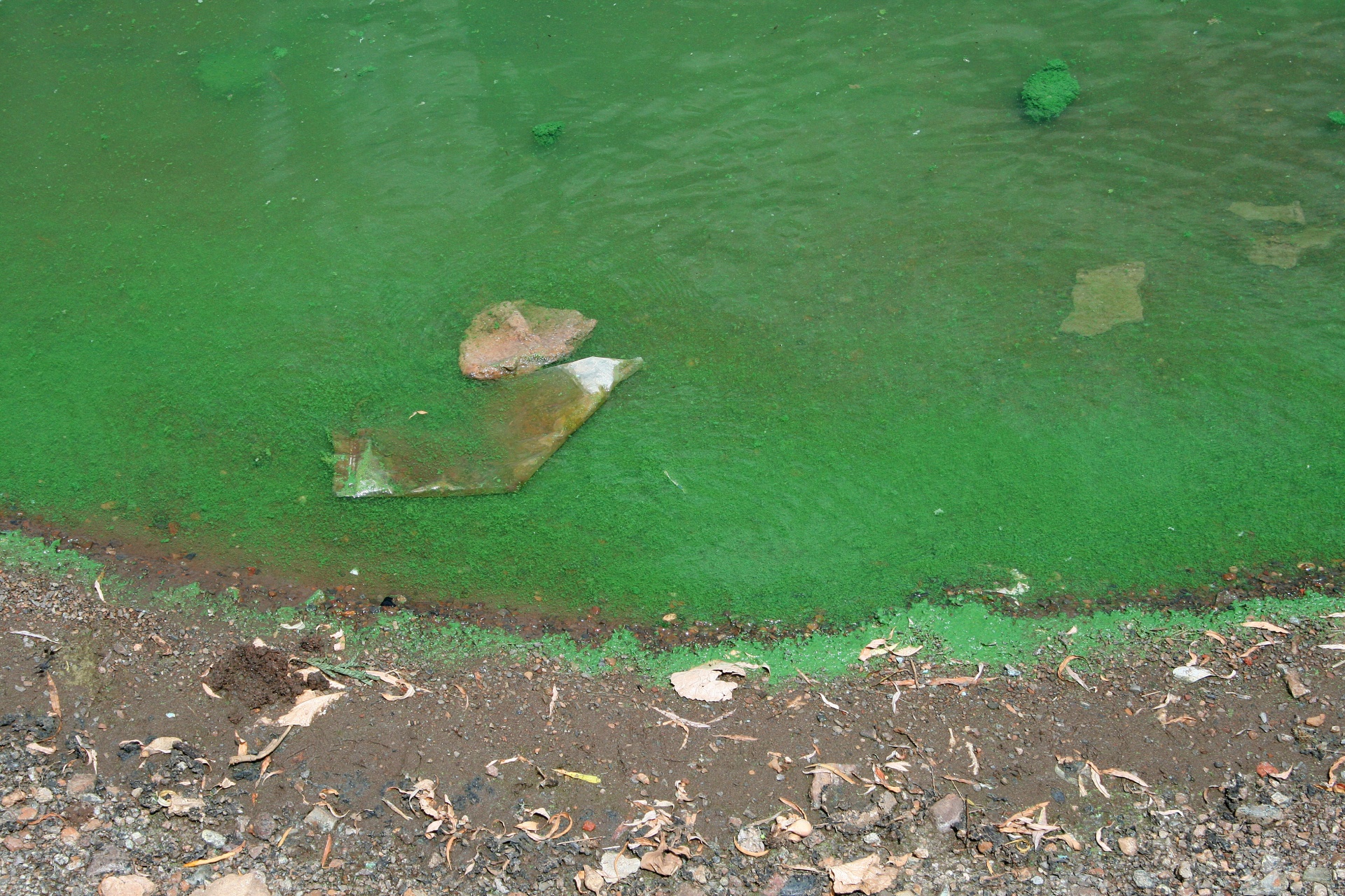water polluted algae free photo